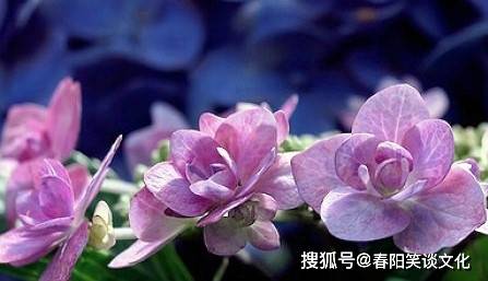 澳门4949资料最经典的一句,澳门4949资料最经典的一句——揭示历史与文化的独特魅力